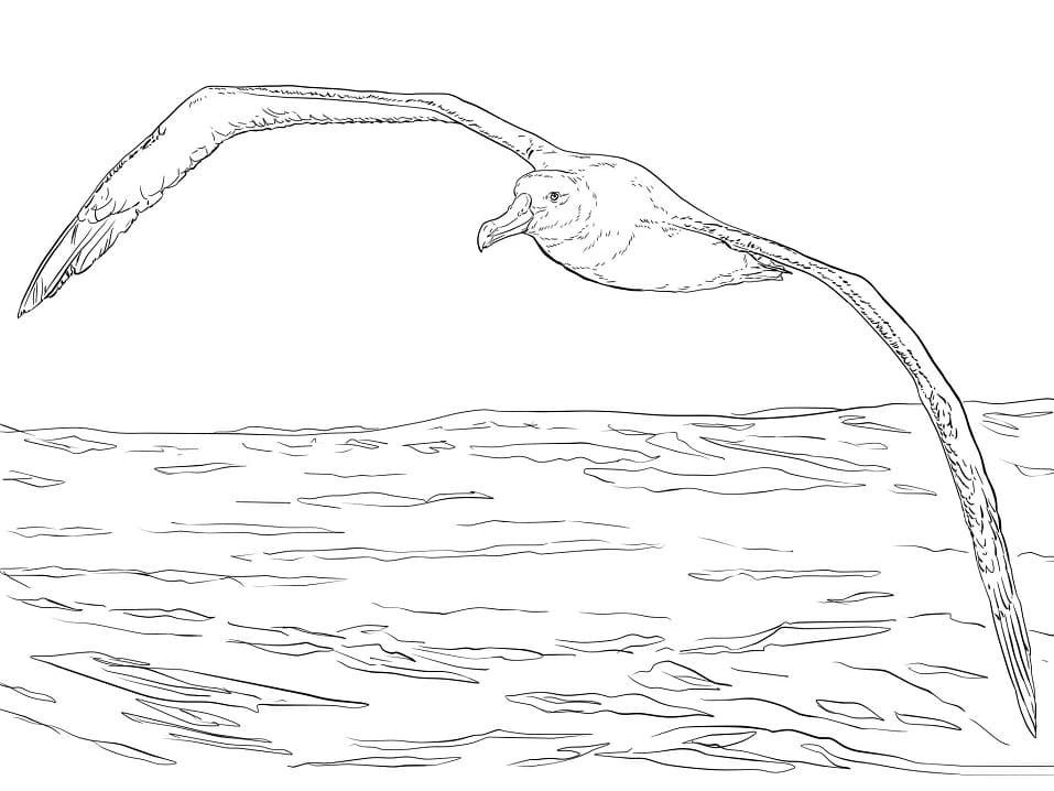 Wandering Albatross Flying