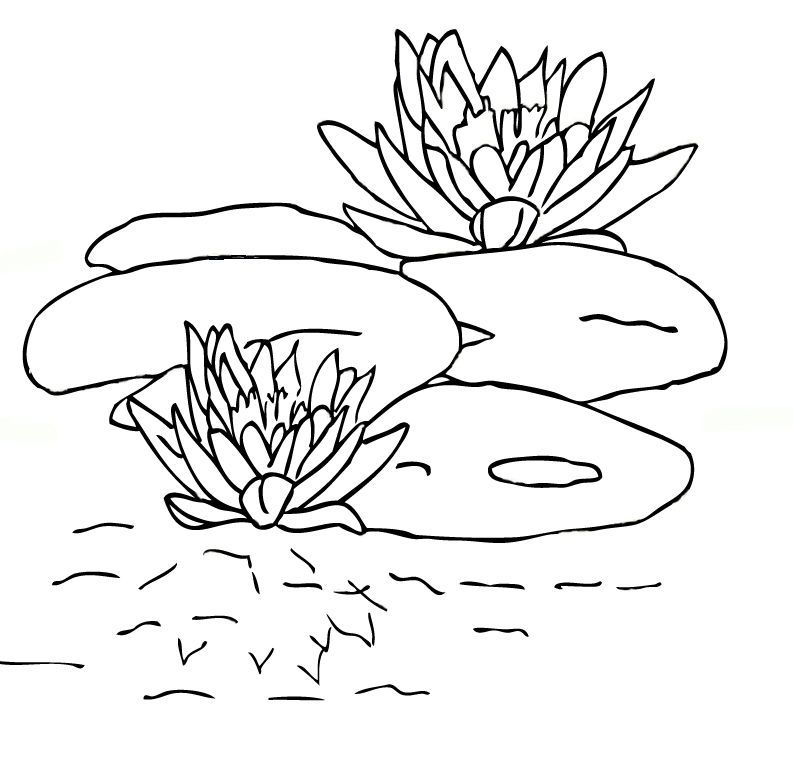 Water Lily Printables