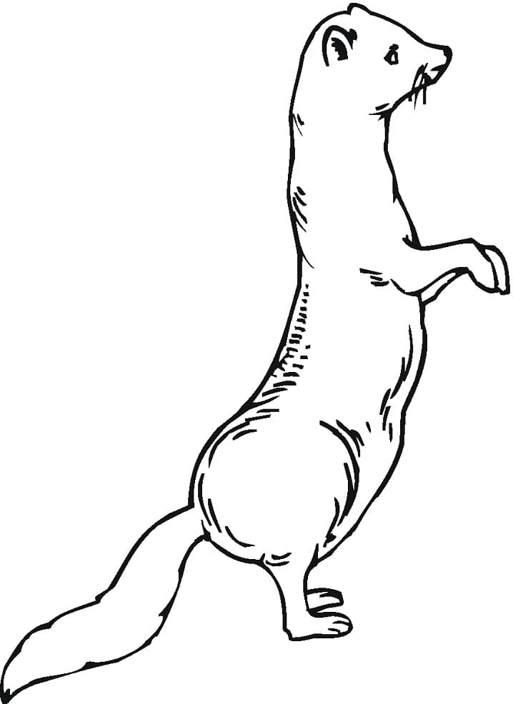 Weasel Is Standing Coloring Page