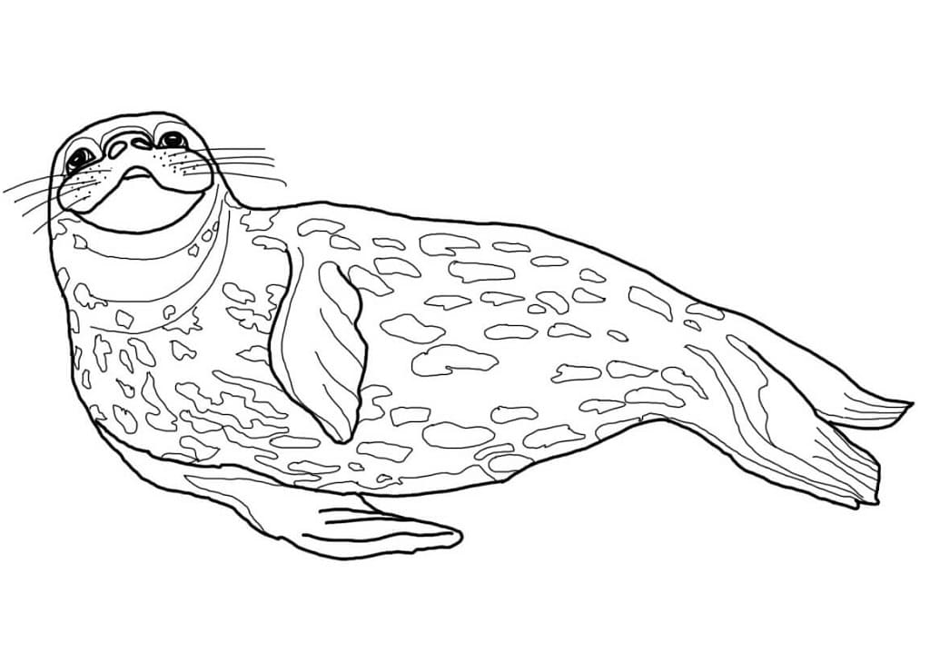 Weddell Seal Coloring Page