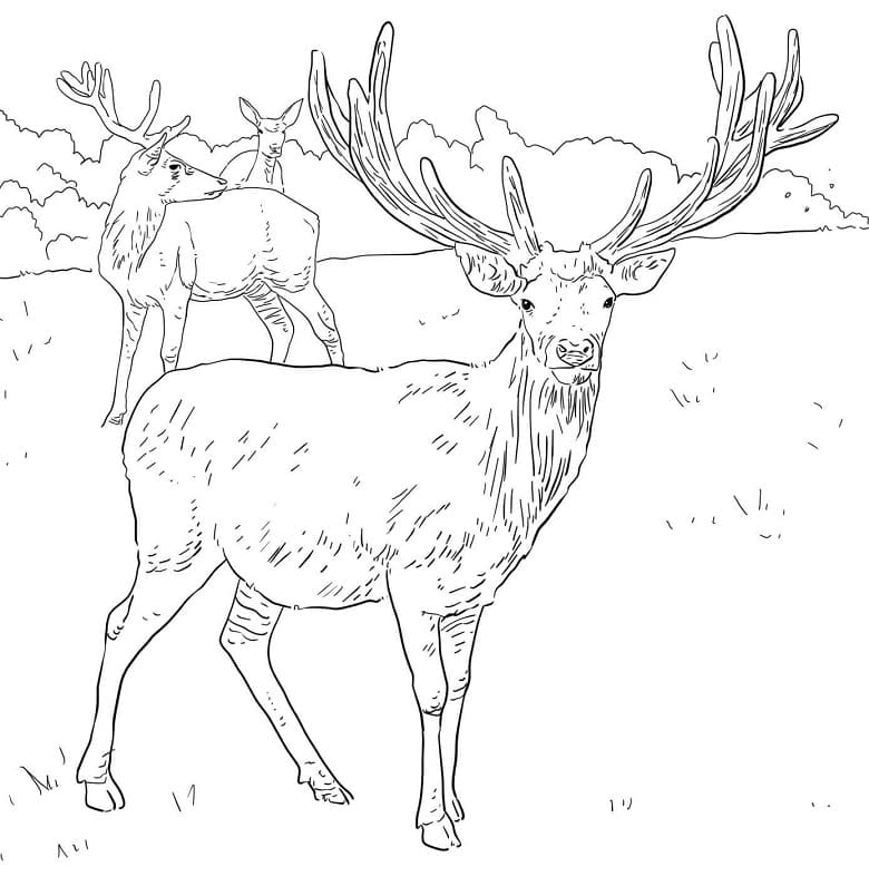 Western European Red Deer