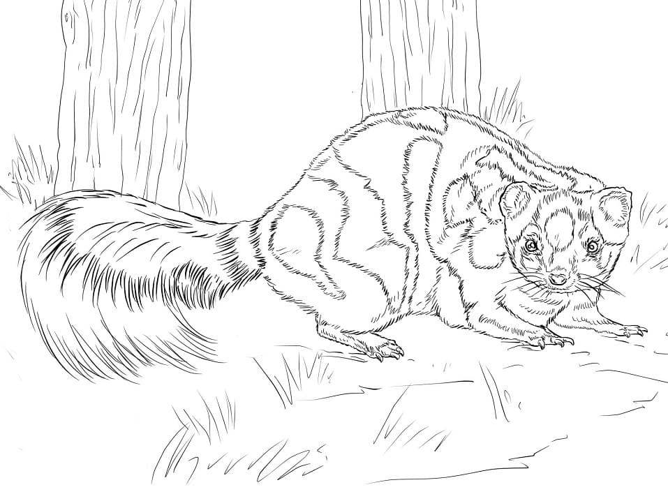 Western Spotted Skunk Coloring Page