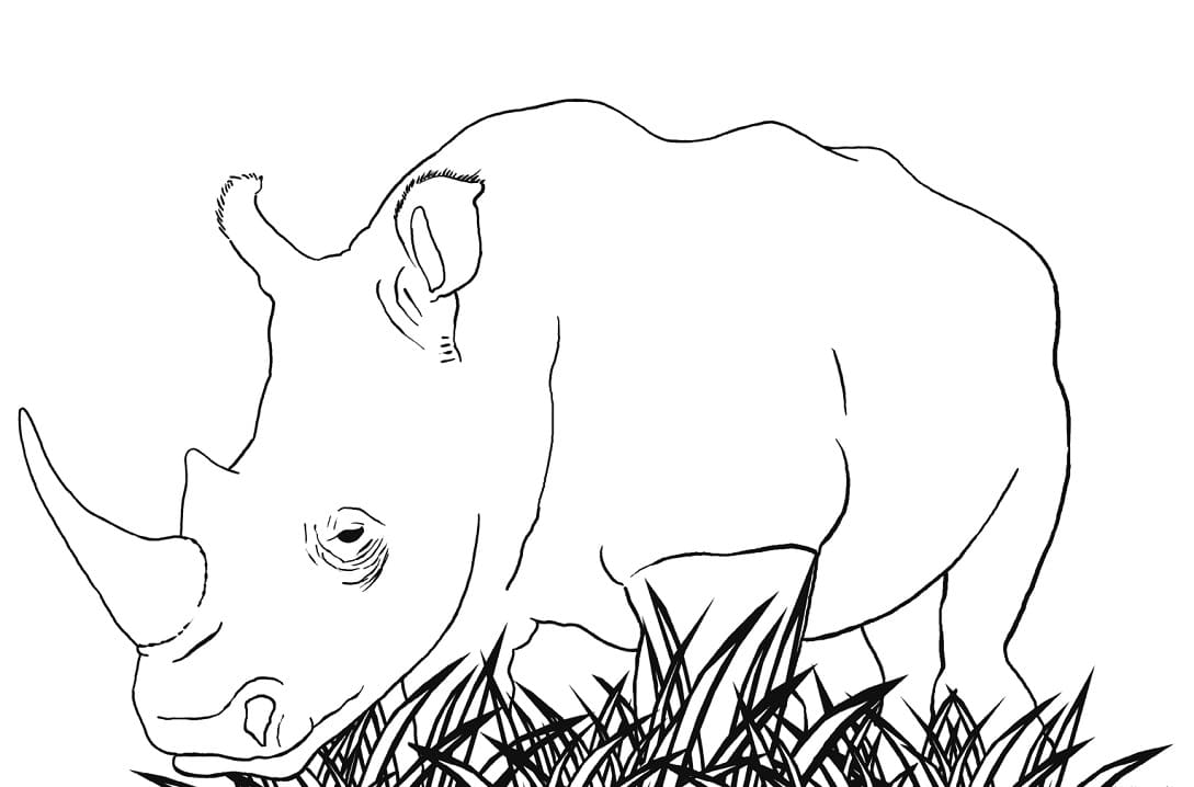 White Rhino Coloring Page