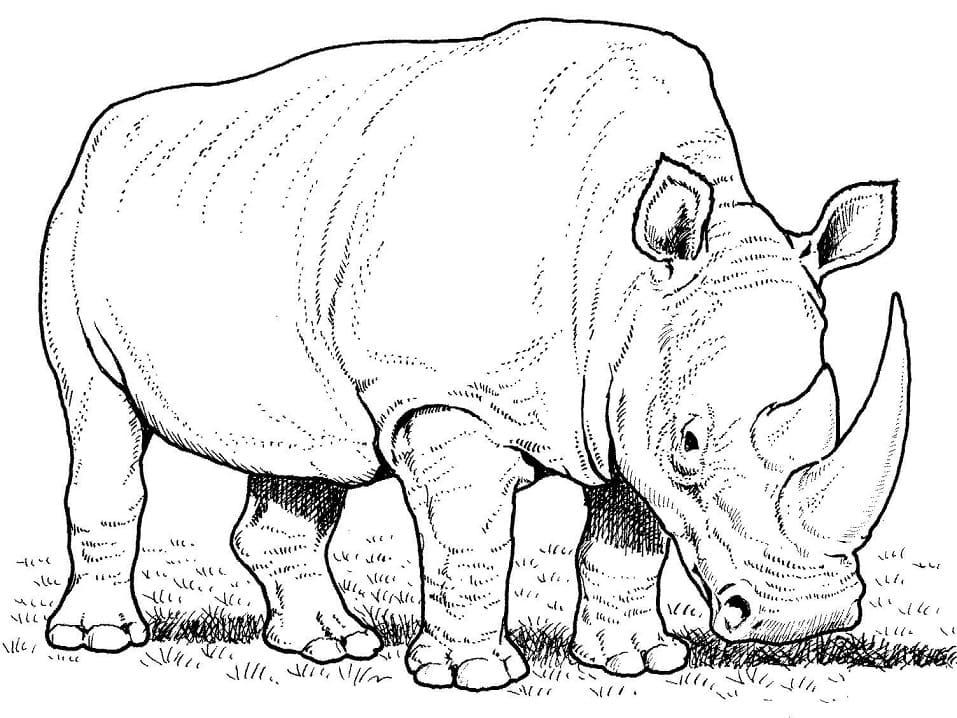 White Rhino Eating Grass Coloring Page