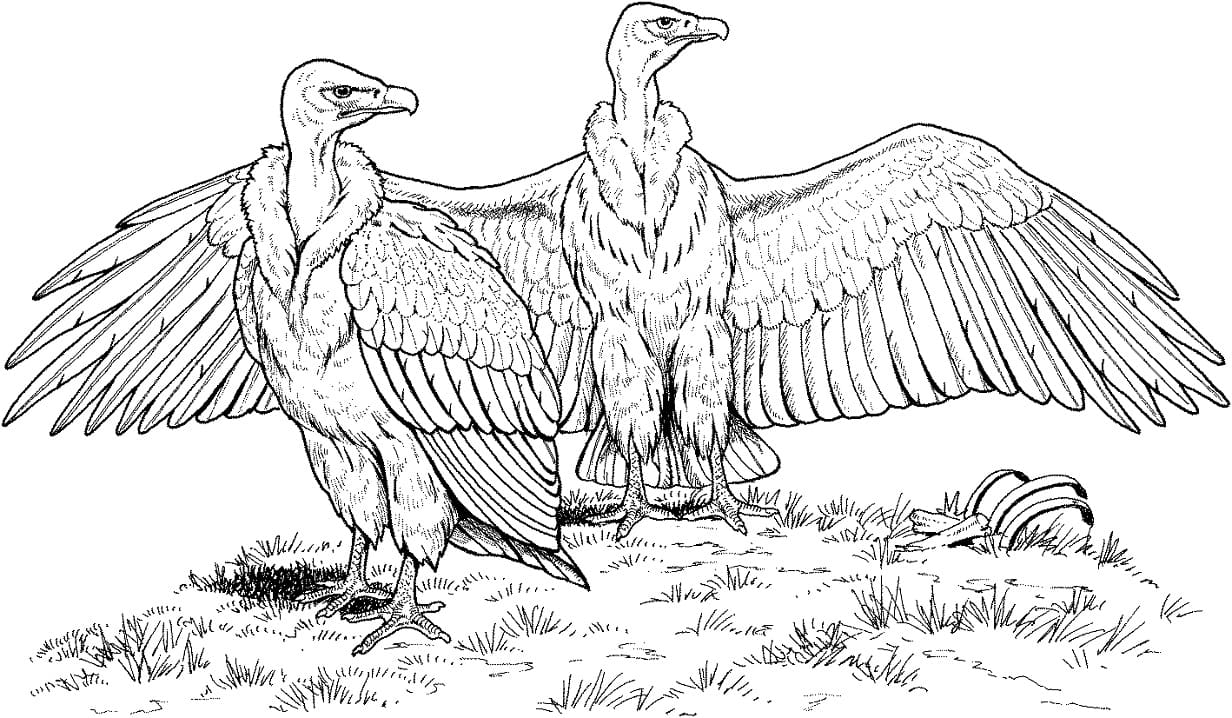 White Rumped Vultures