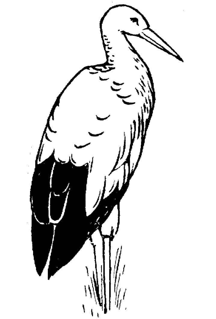 White Stork 2