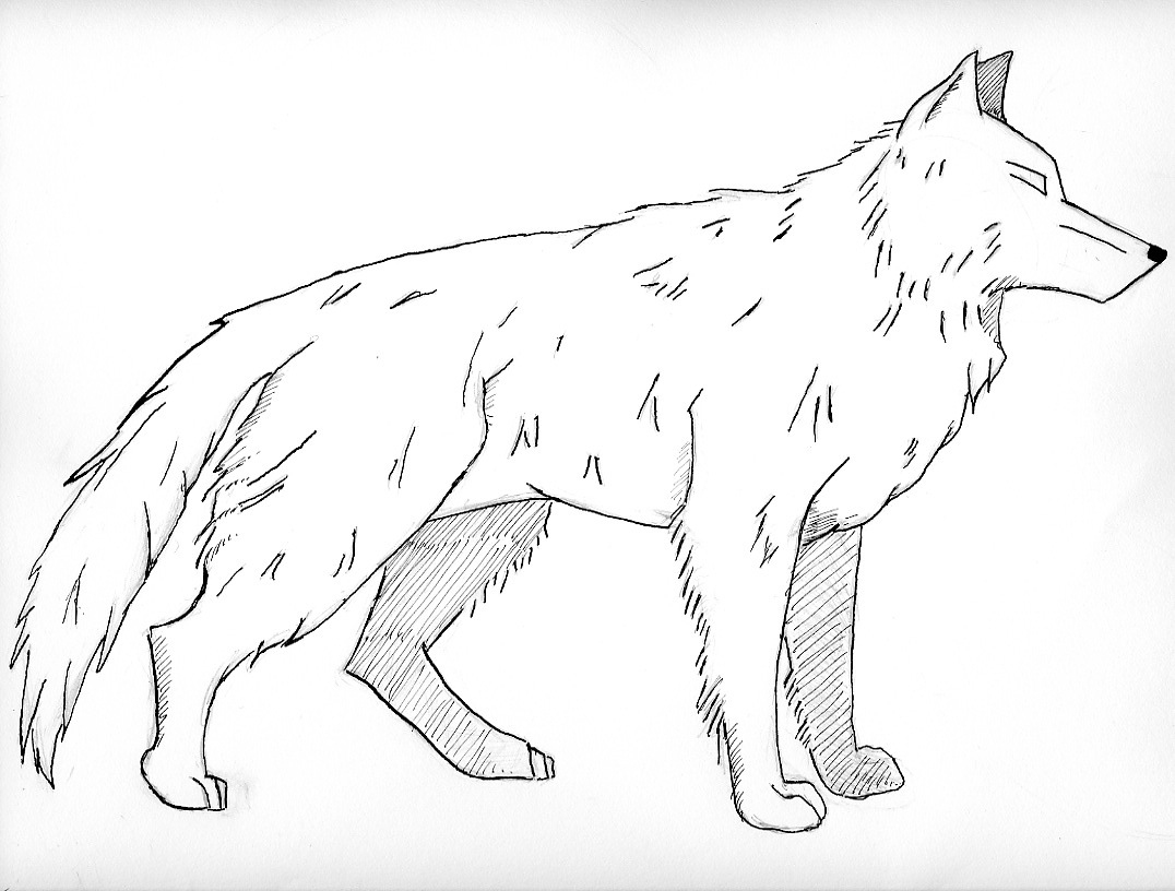 White Wolf Coloring Page