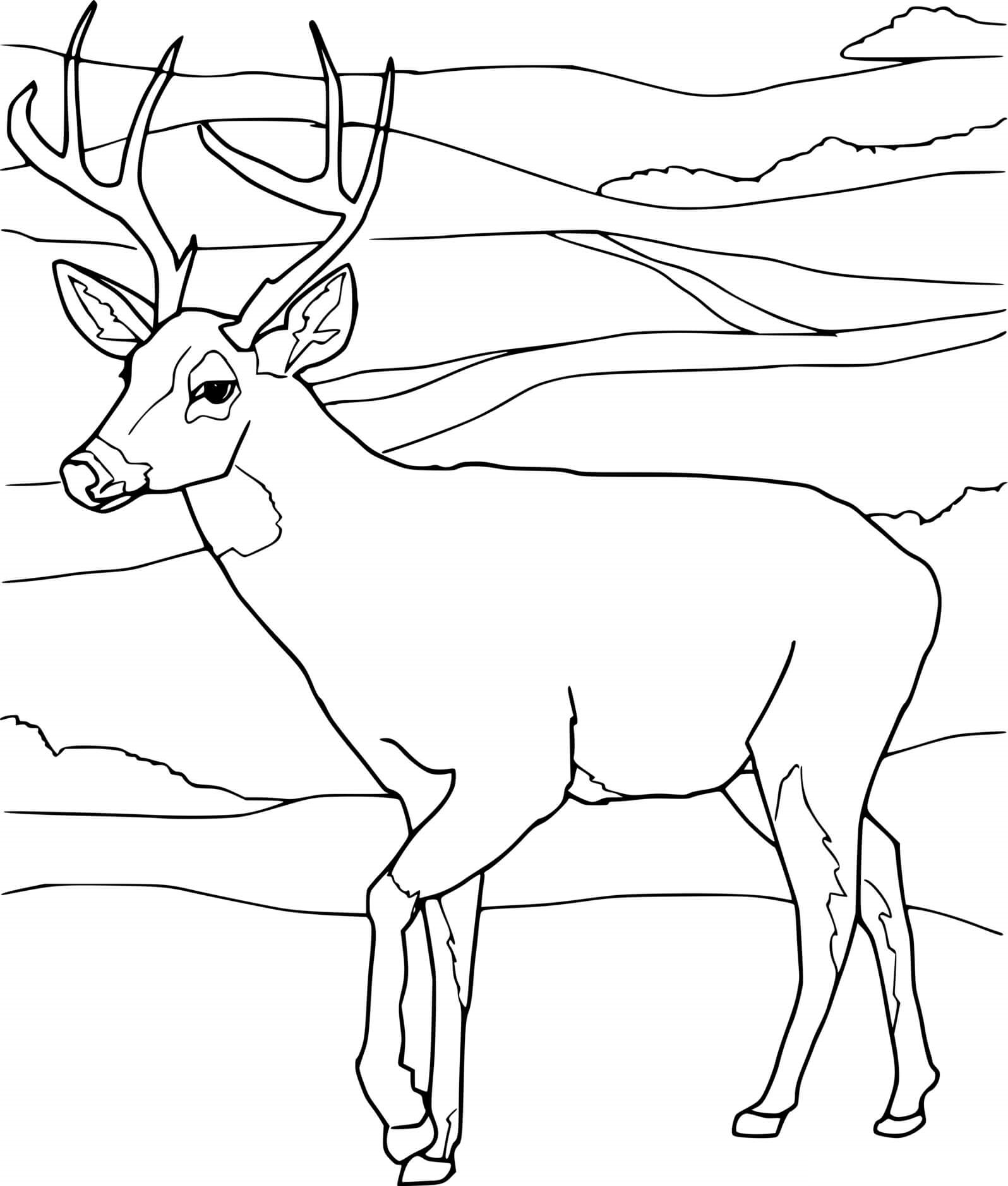 Whitetail And The Mountain Coloring Page