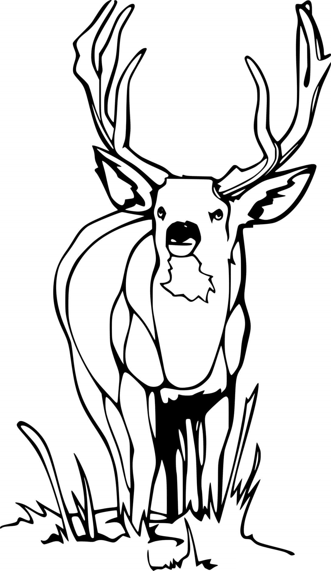 Whitetail On The Grasses Coloring Page