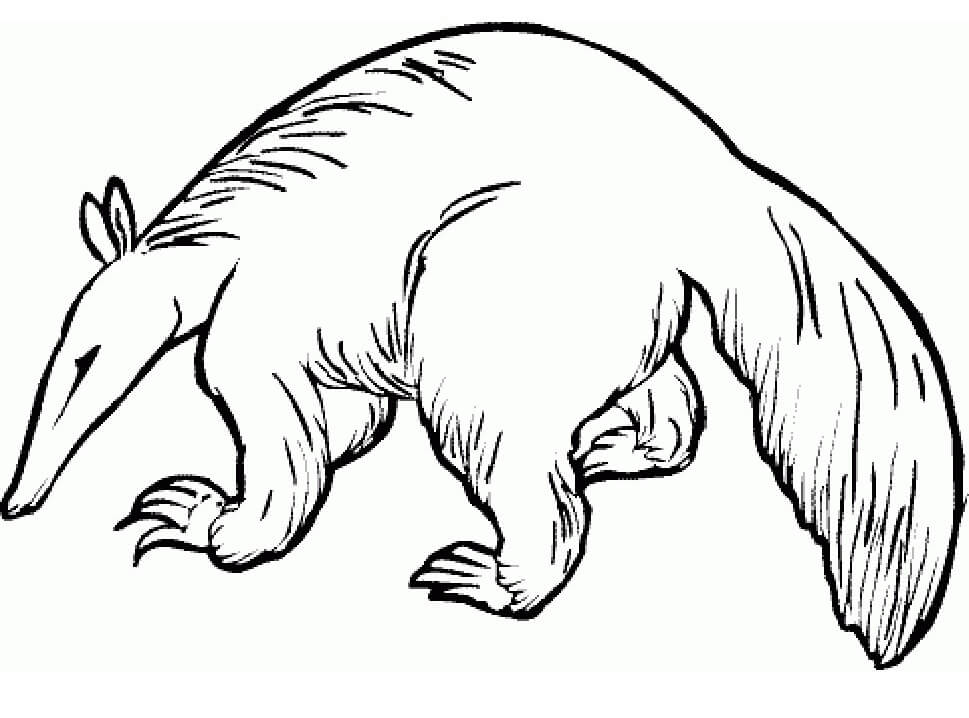 Wild Aardvark Coloring Page