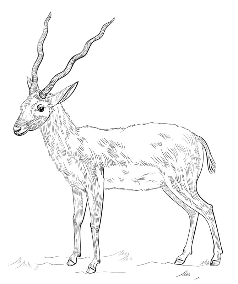 Wild Antelope Coloring Page