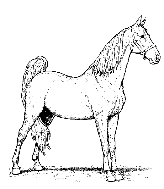 Wild Arabian Horse Sf5a9 Coloring Page