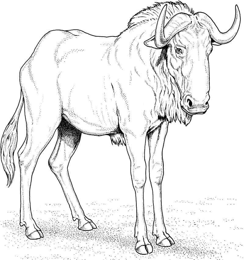 Wild Blue Wildebeest Coloring Page
