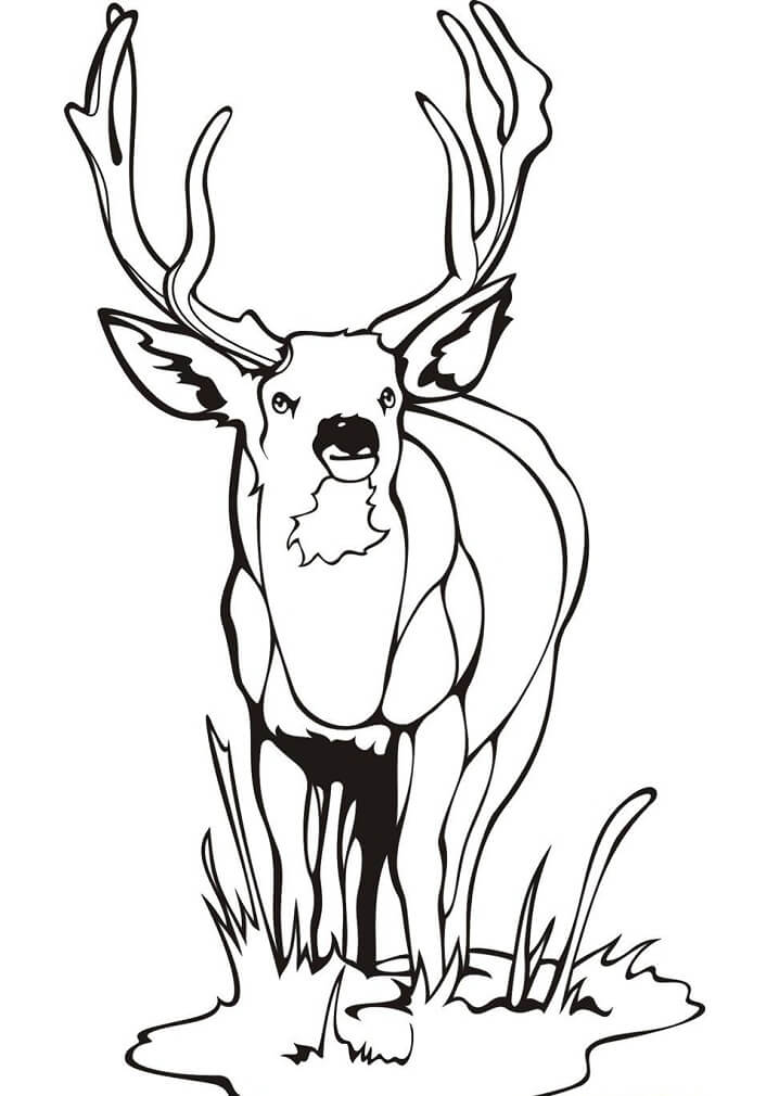 Wild Deer 1 Coloring Page