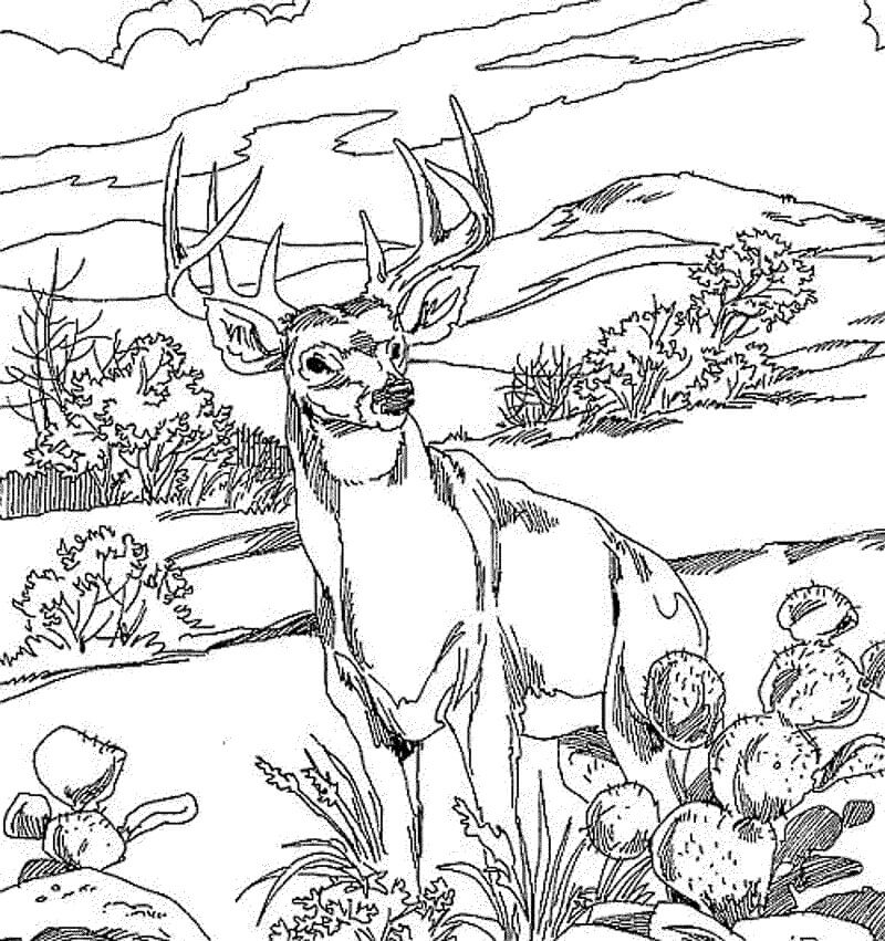 Wild Deer 2 Coloring Page
