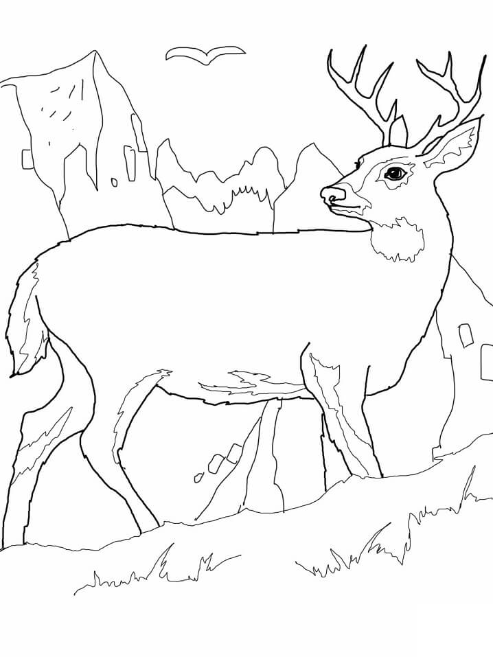 Wild Deer 3 Coloring Page