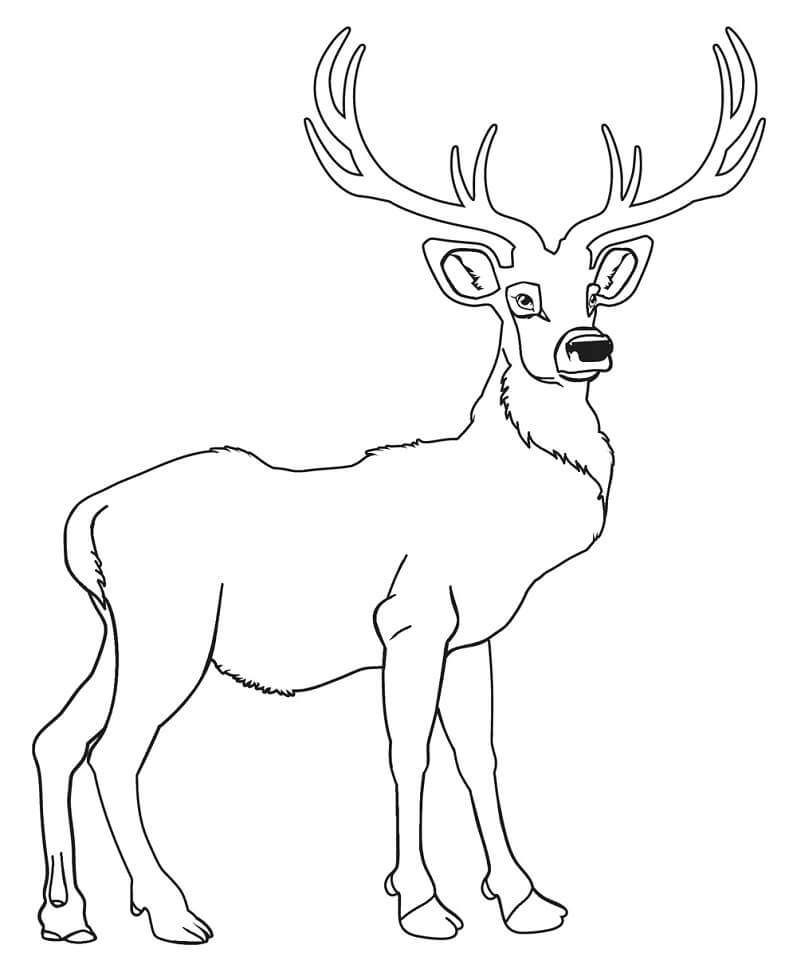 Wild Deer 4 Coloring Page