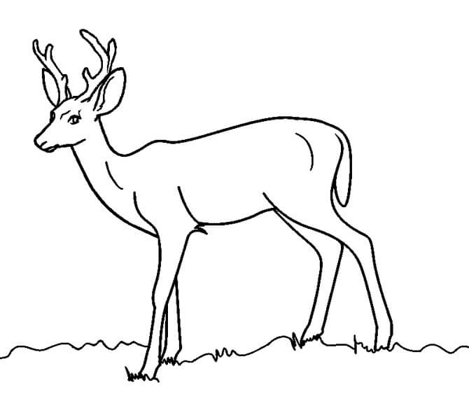 Wild Deer 5 Coloring Page
