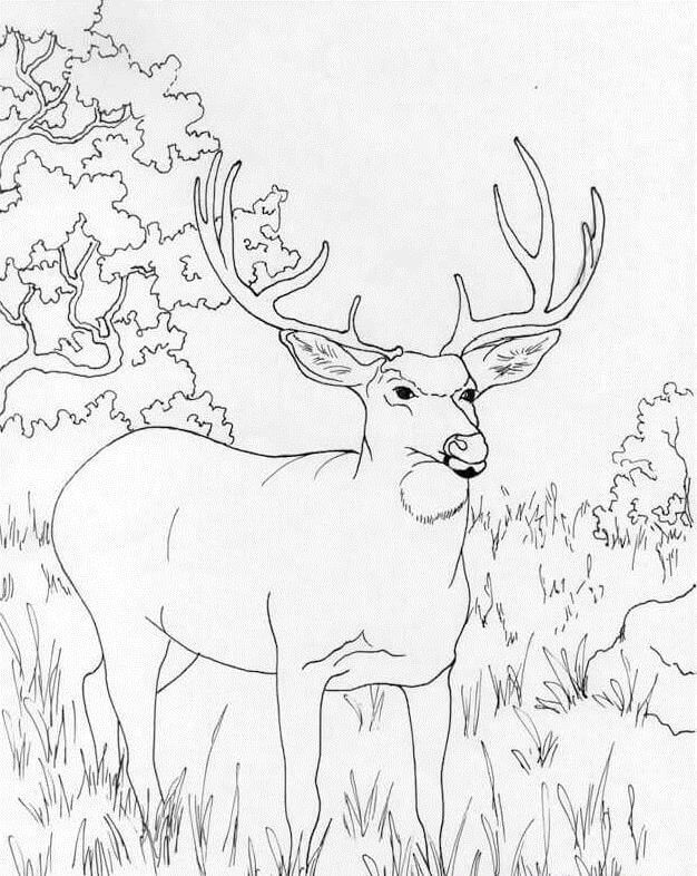 Wild Deer 6 Coloring Page