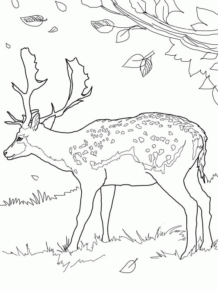 Wild Deer 7 Coloring Page