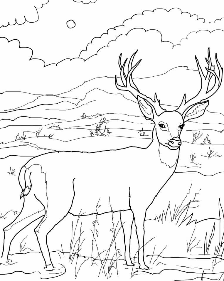 Wild Deer Coloring Page