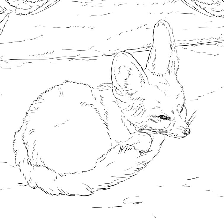Wild Fennec Fox Coloring Page