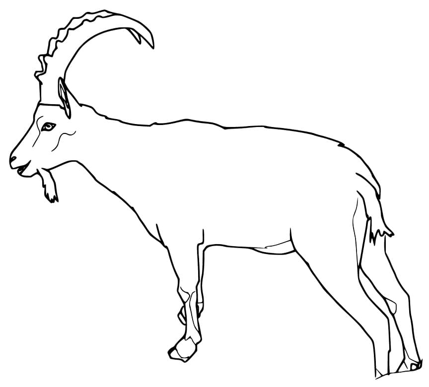 Wild Ibex Coloring Page