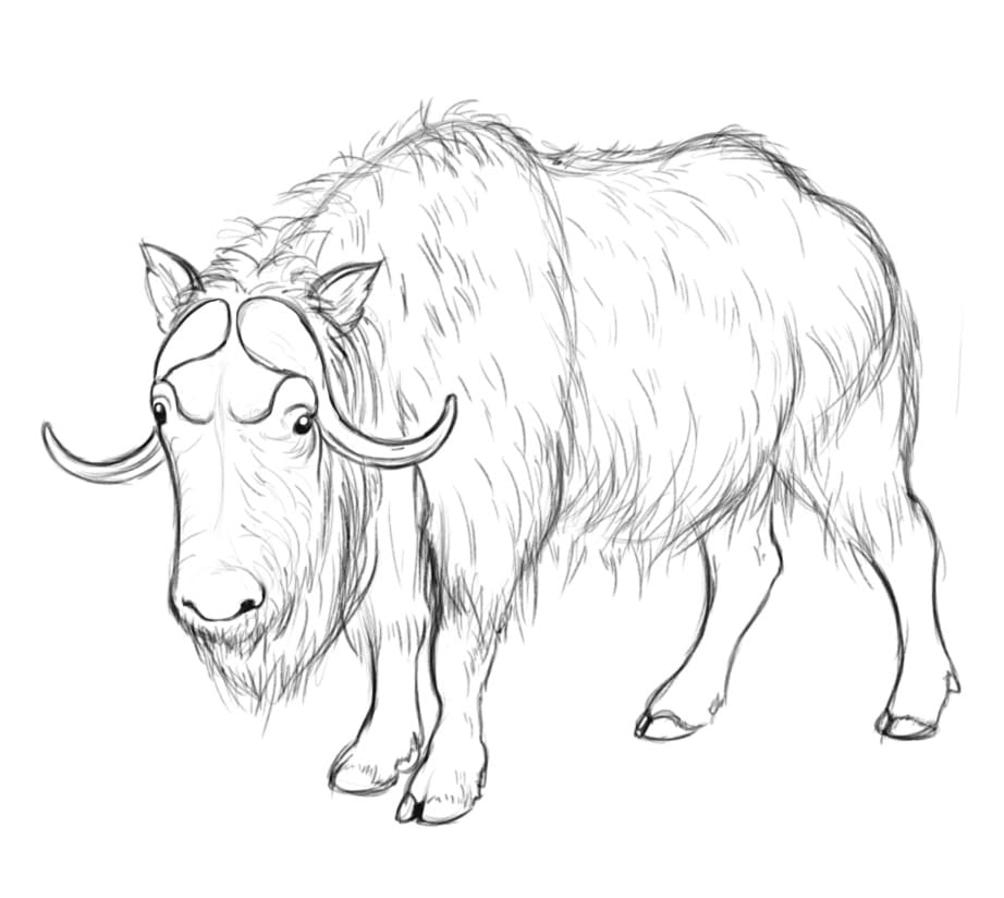 Wild Musk Ox Coloring Page