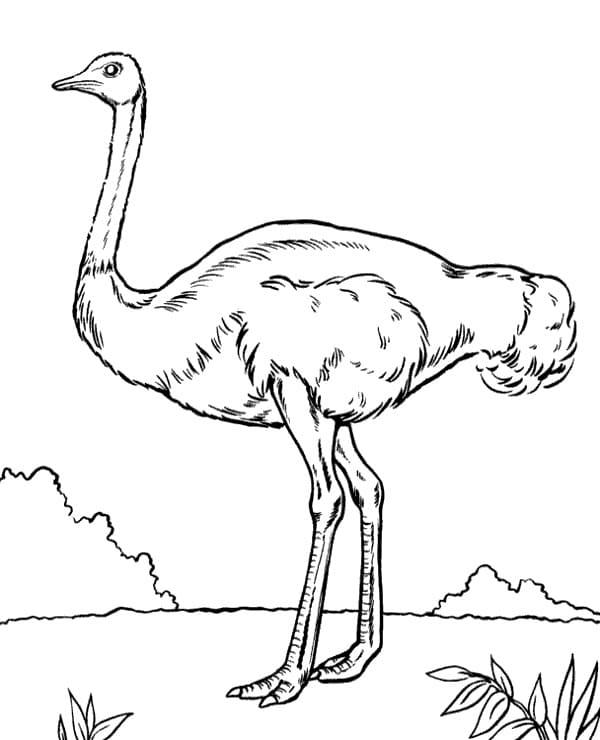 Wild Ostrich Coloring Page