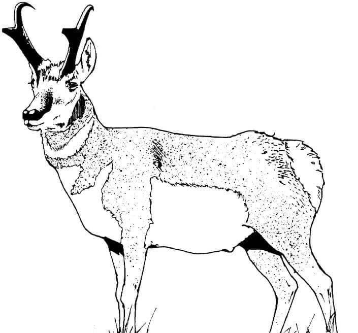 Wild Pronghorn Coloring Page