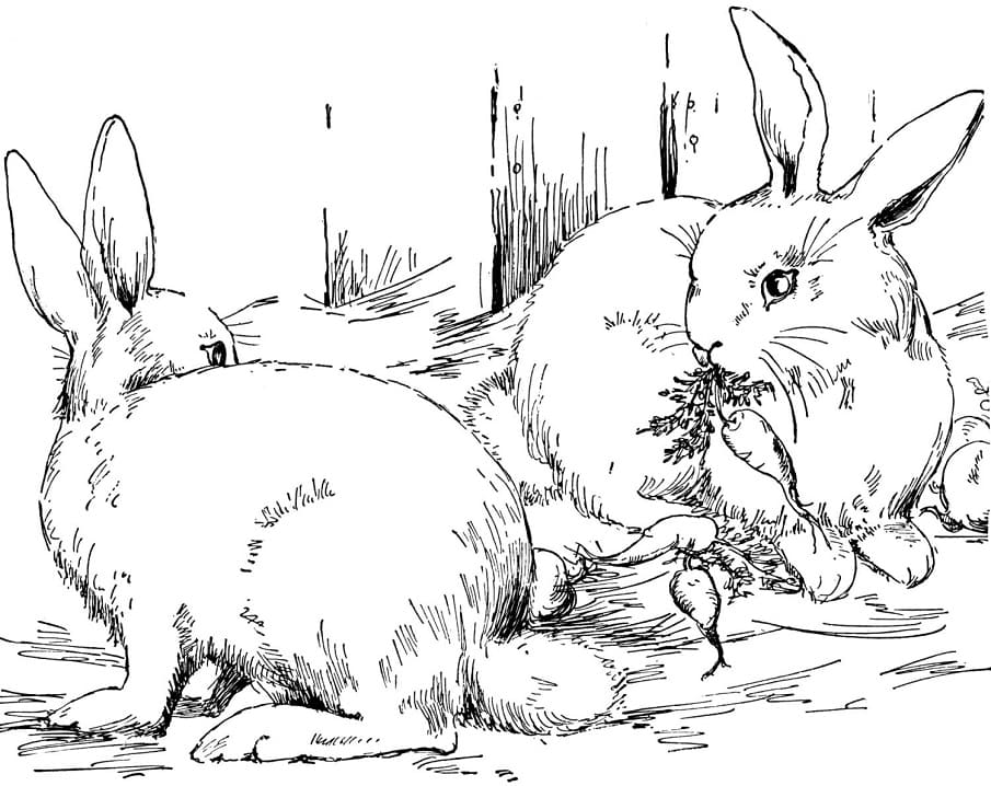 Wild Rabbits Coloring Page
