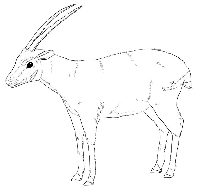 Wild Saola Coloring Page