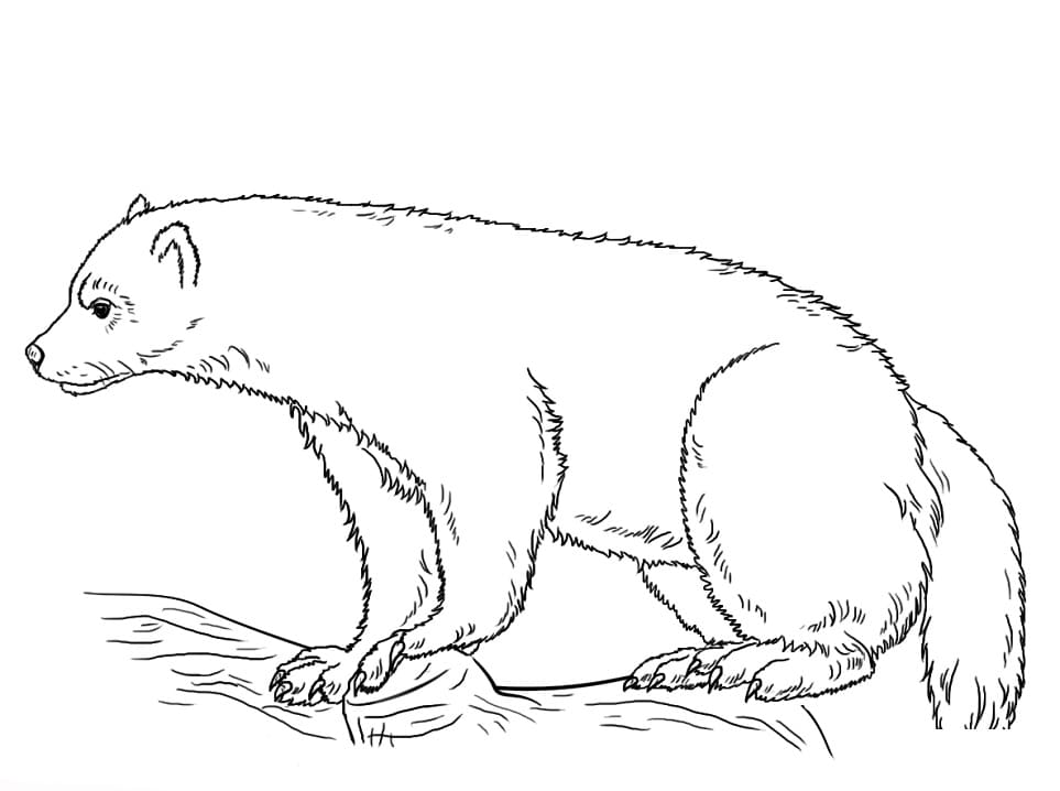 Wild Wolverine Coloring Page