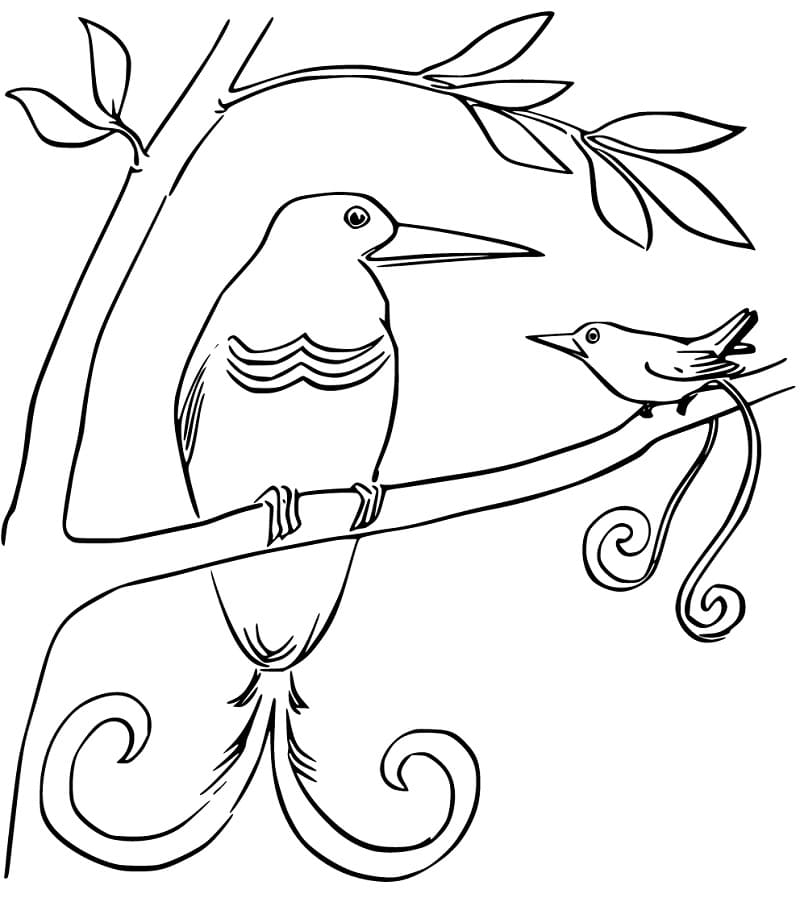 Wilsons Bird of Paradise Coloring Page