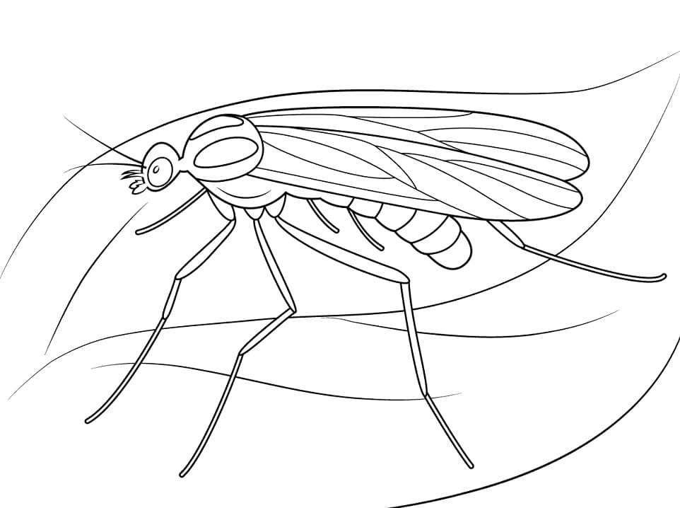 Window Gnat Coloring Page