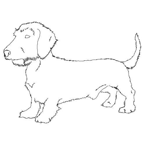 Wirehaired Dachshund Coloring Page