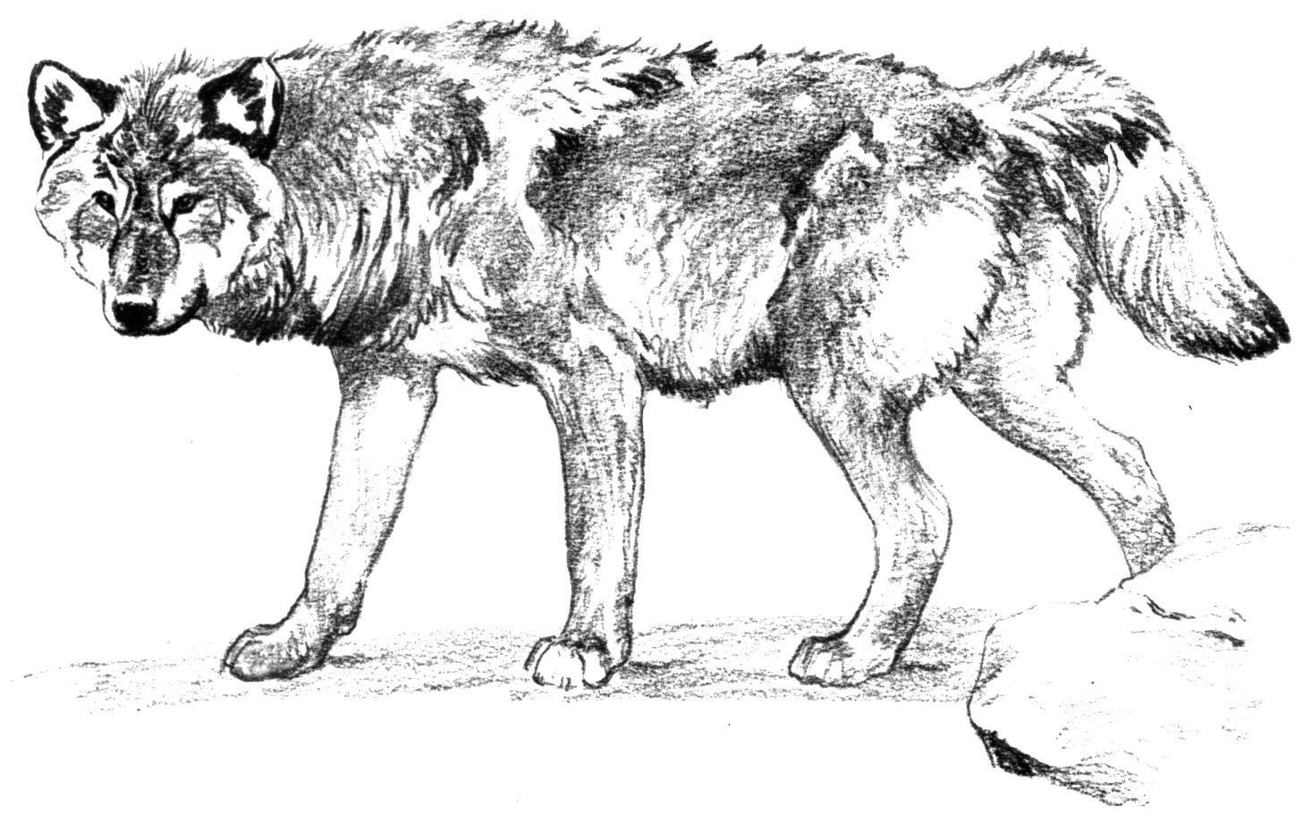 Wolf Alone Coloring Page