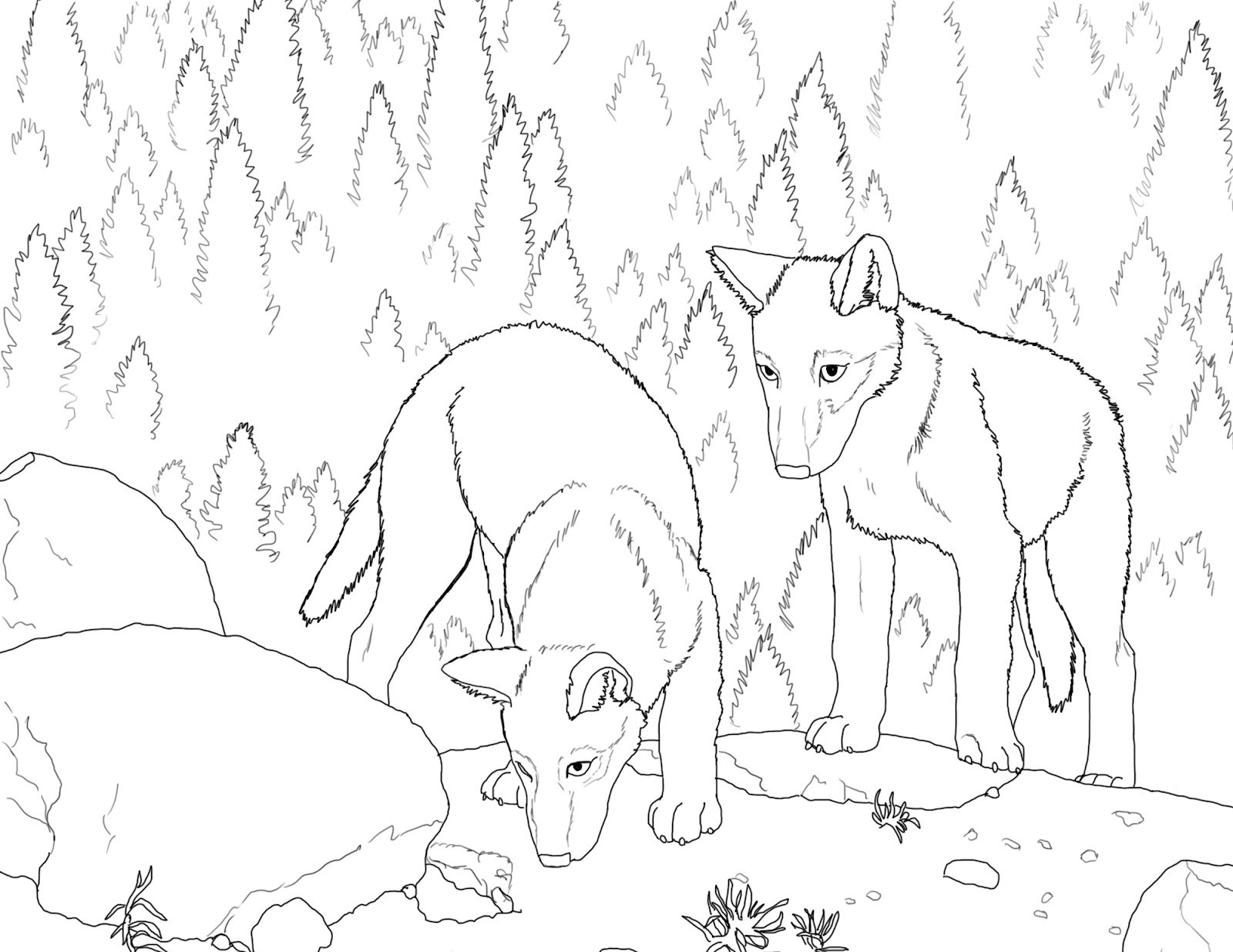 Wolf S Pup Coloring Page