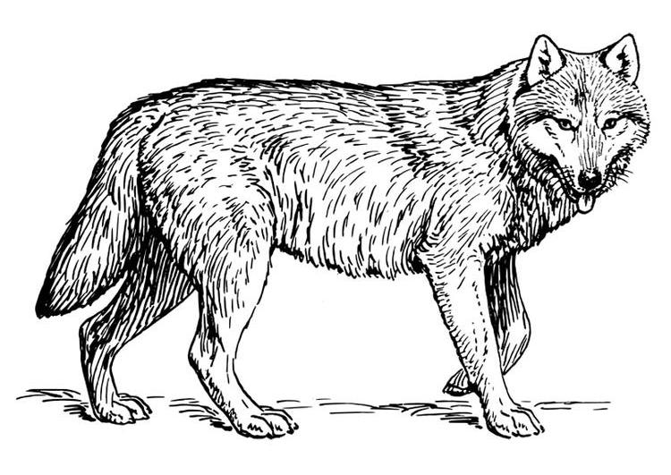 Wolf S To Print Out Coloring Page