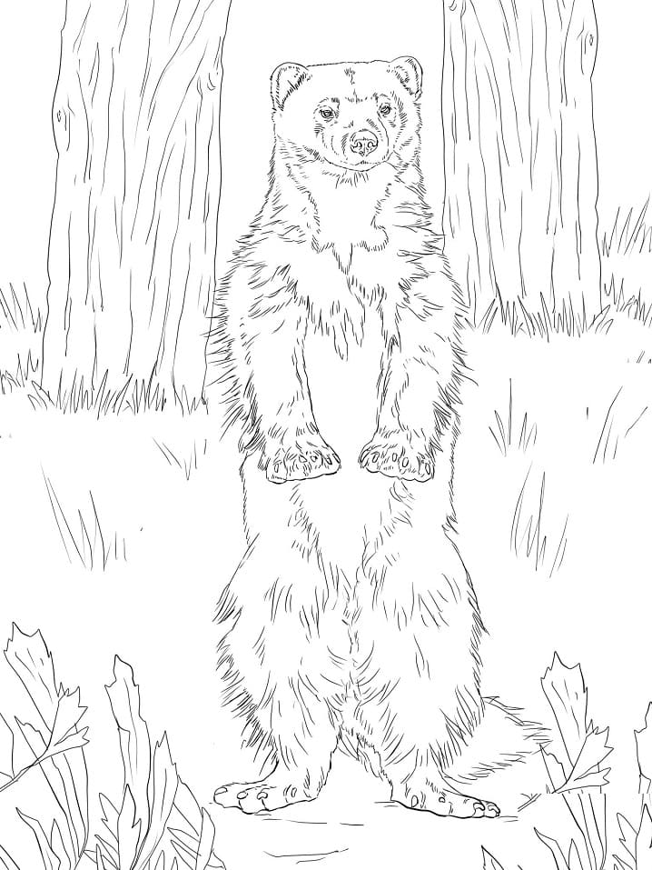 Wolverine in the Forest Coloring Page