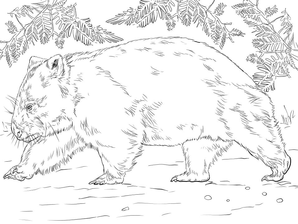 Wombat Bear