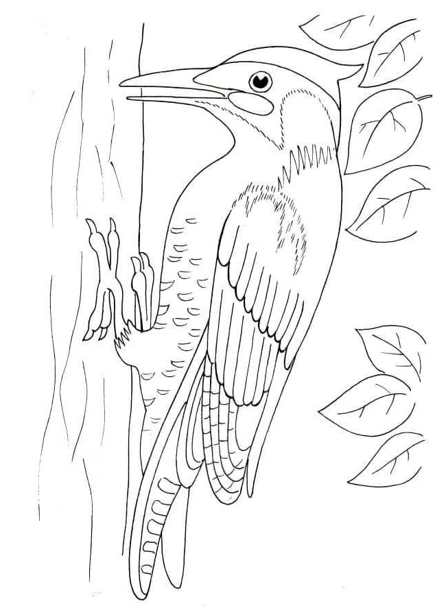 Woodpecker 1