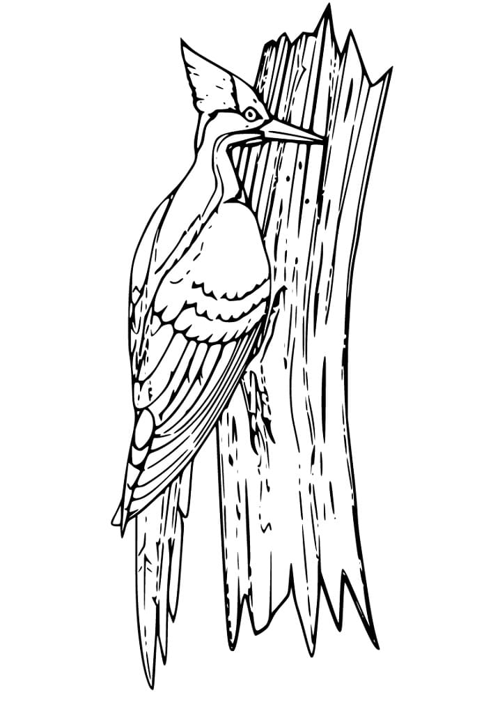 Woodpecker 8