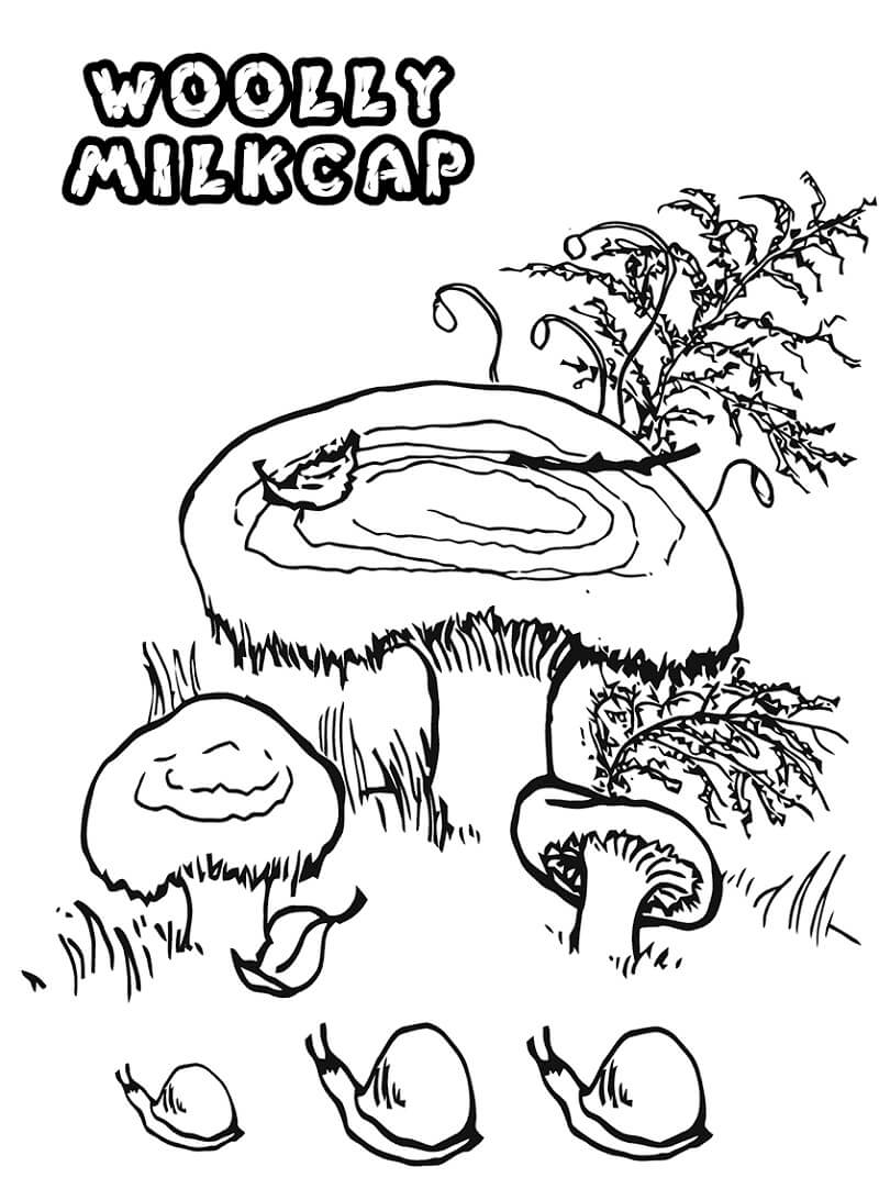Woolly Milkcap Mushrooms