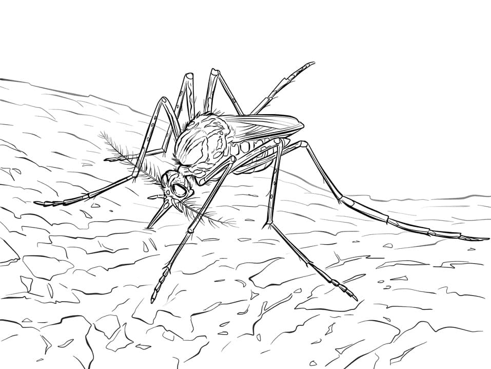 Yellow Fever Mosquito Coloring Page