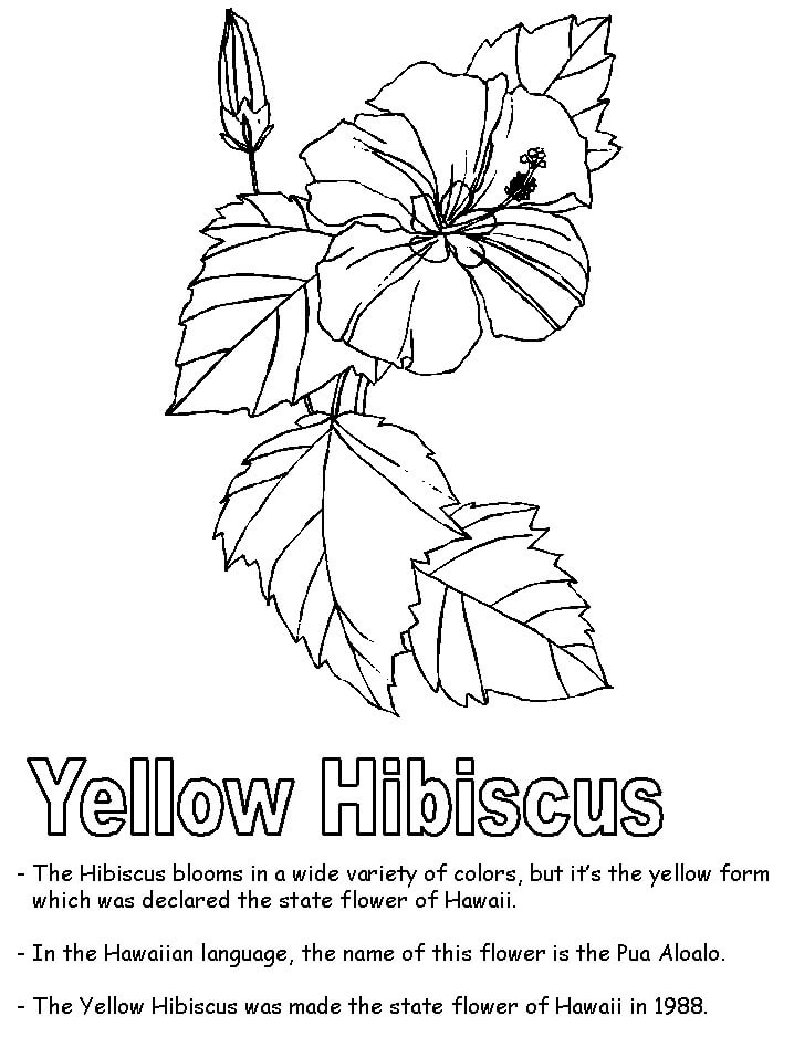 Yellow Hibiscus 1