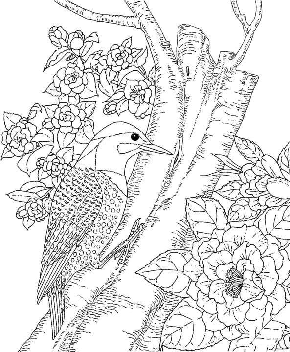 Yellowhammer Coloring Page