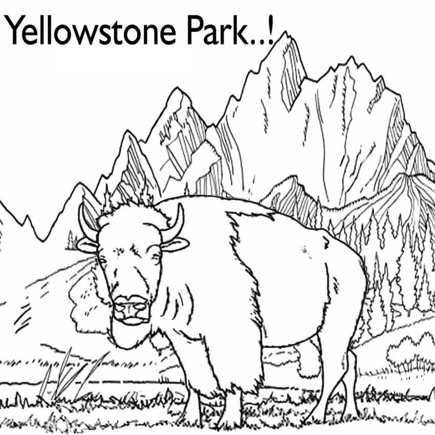 Yellowstone Park Bison