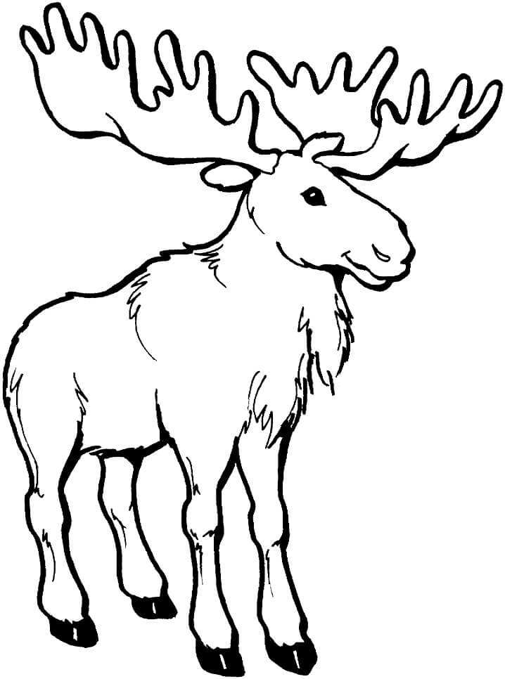 Young Moose Coloring Page