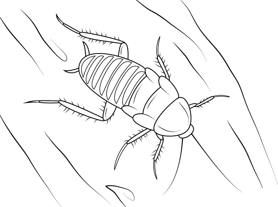 Zebra Cockroach Coloring Page